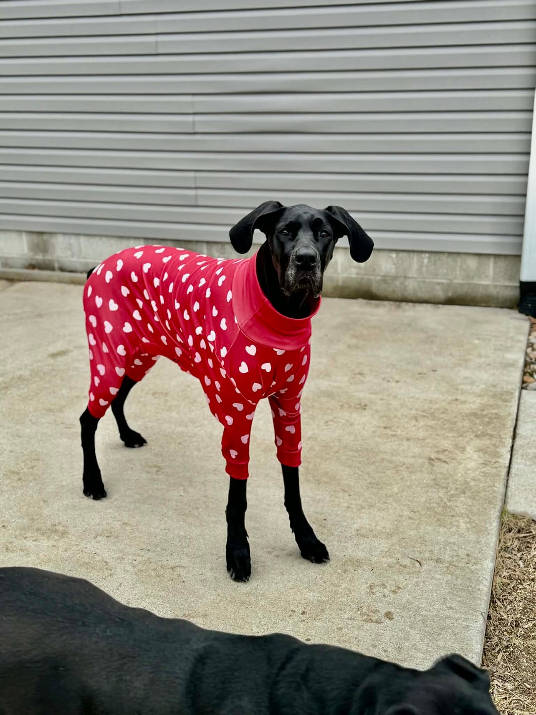 Customer photo review of Dog Pajama - Red Hearts