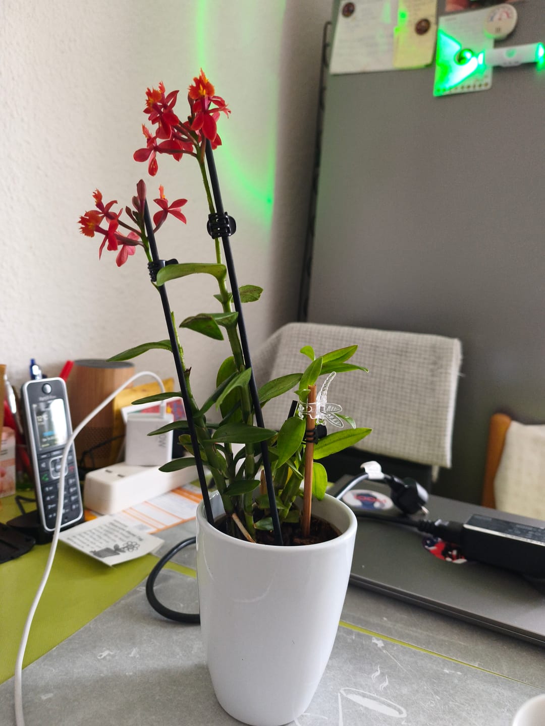 Customer photo review of Übertopf in verschiedenen Farben (9cm Töpfe)