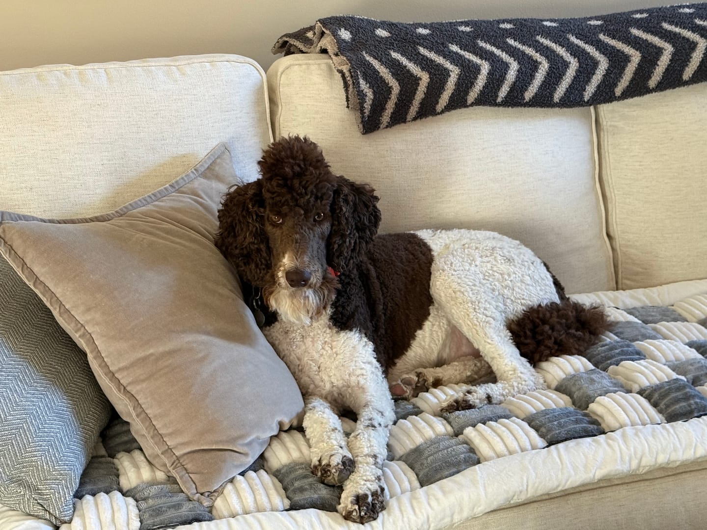 Customer photo review of NEW 2-in-1 Furniture Protector & Dog Bed Couch Cover with Thick Orthopedic Padding, Non-Slip Grip, Scratch-Resistant Surface & Machine-Washable Fabric