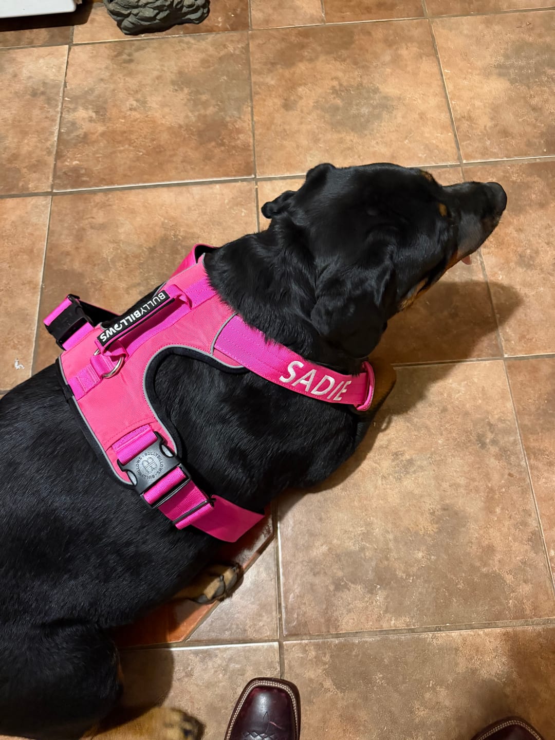 Customer photo review of Training Double Ended Dog Lead | 2m Length -  Magenta