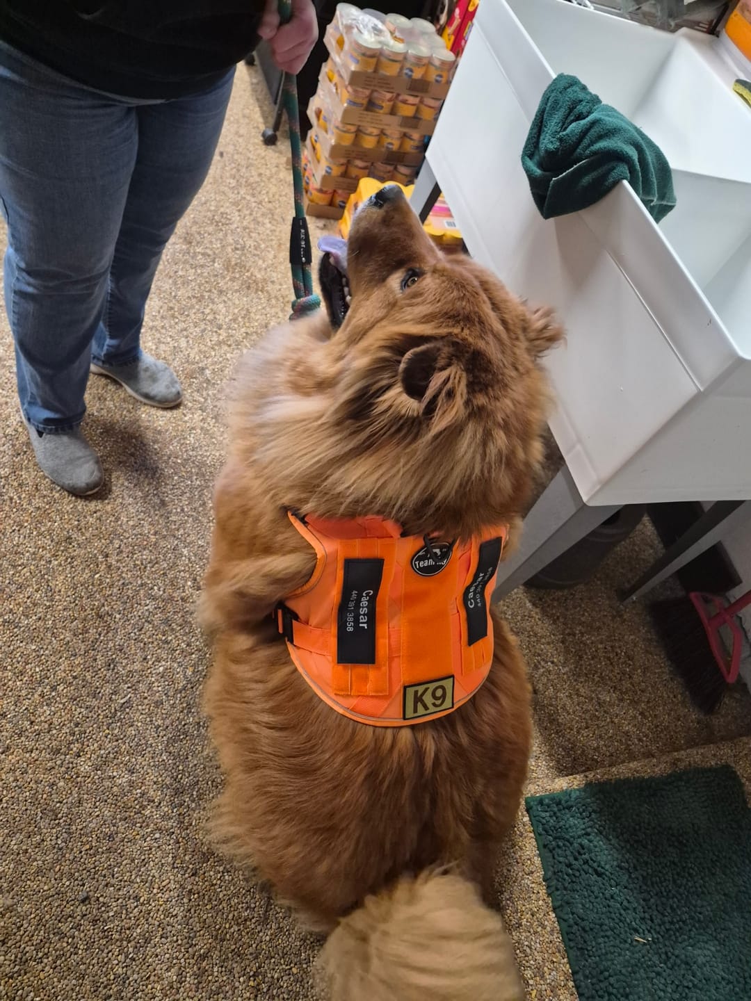 Customer photo review of Custom Hook & Loop Patch For Harness (1 Pair)