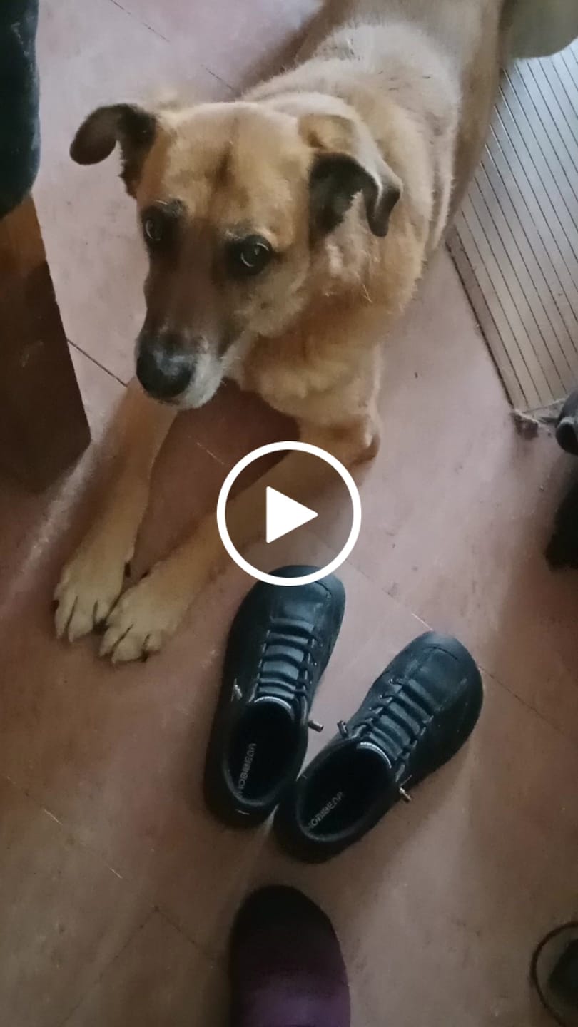 Customer video review of Yew - Barefoot De Ocio