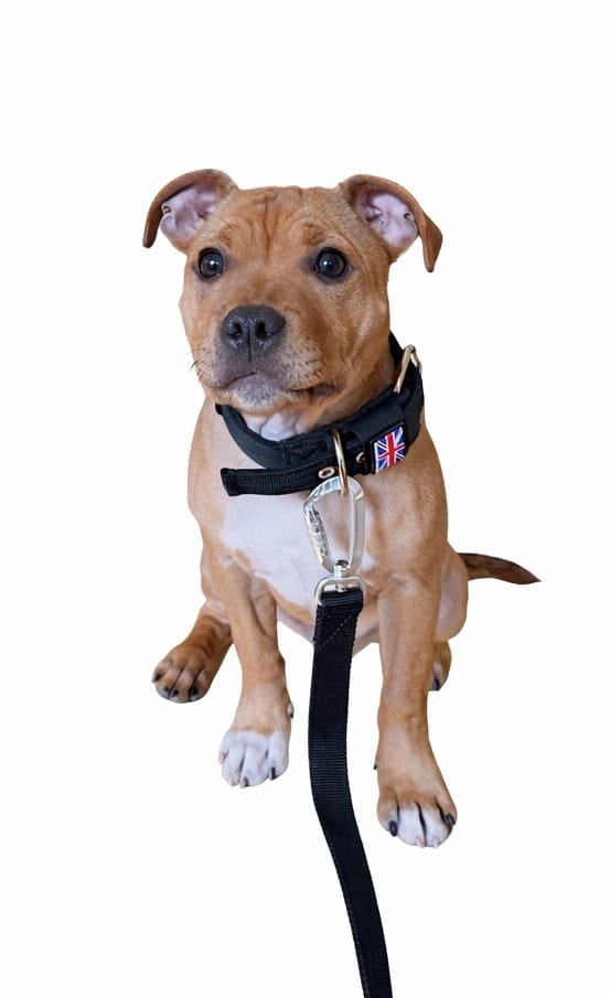 Customer photo review of Staffordshire Bull Terrier 1935® Nylon Leash - Black - Carabiner
