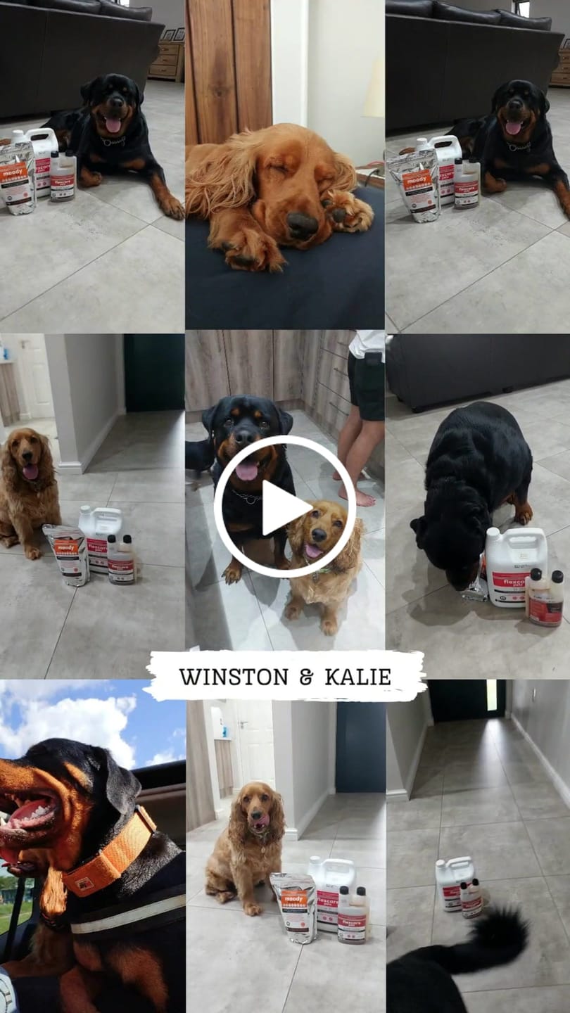 Customer video review of FlexCare (Joint & Movement Support For Dogs)
