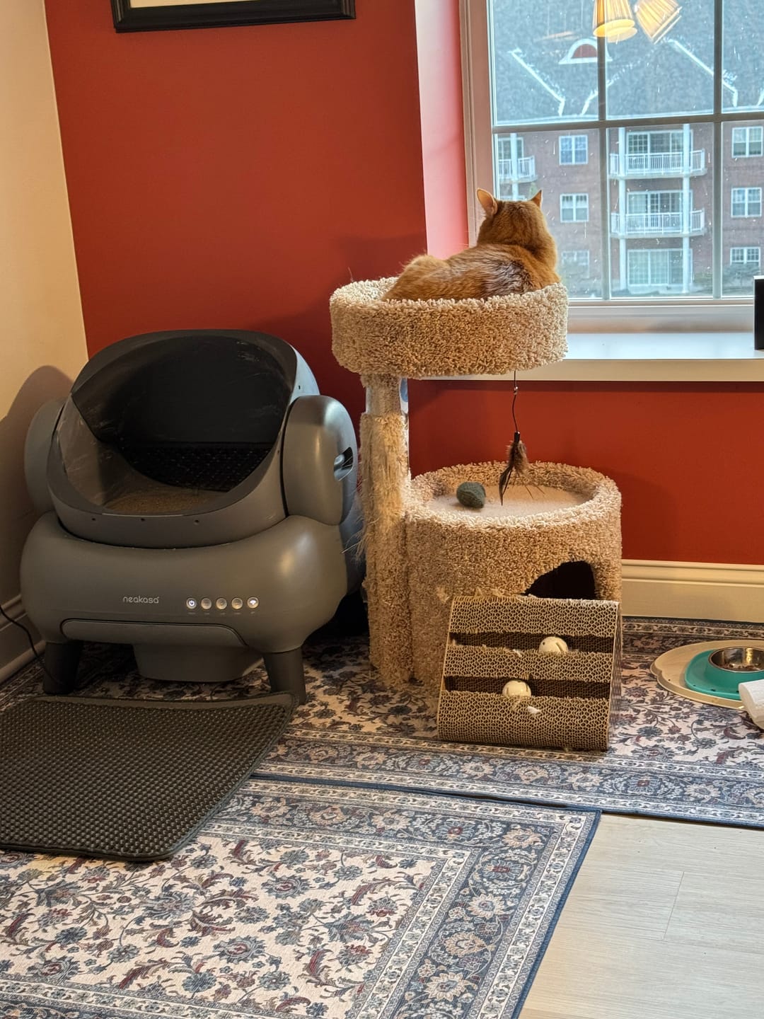 Customer photo review of Neakasa Mineral Cat Litter 17.6lbs / 8kg