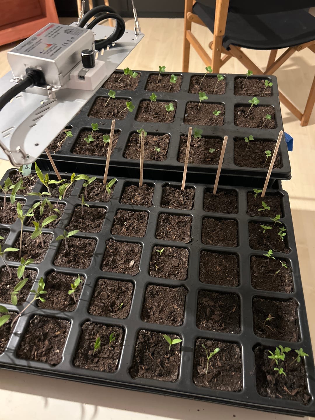 Customer photo review of Saatgut-Abobox 'Gartengemüse'
