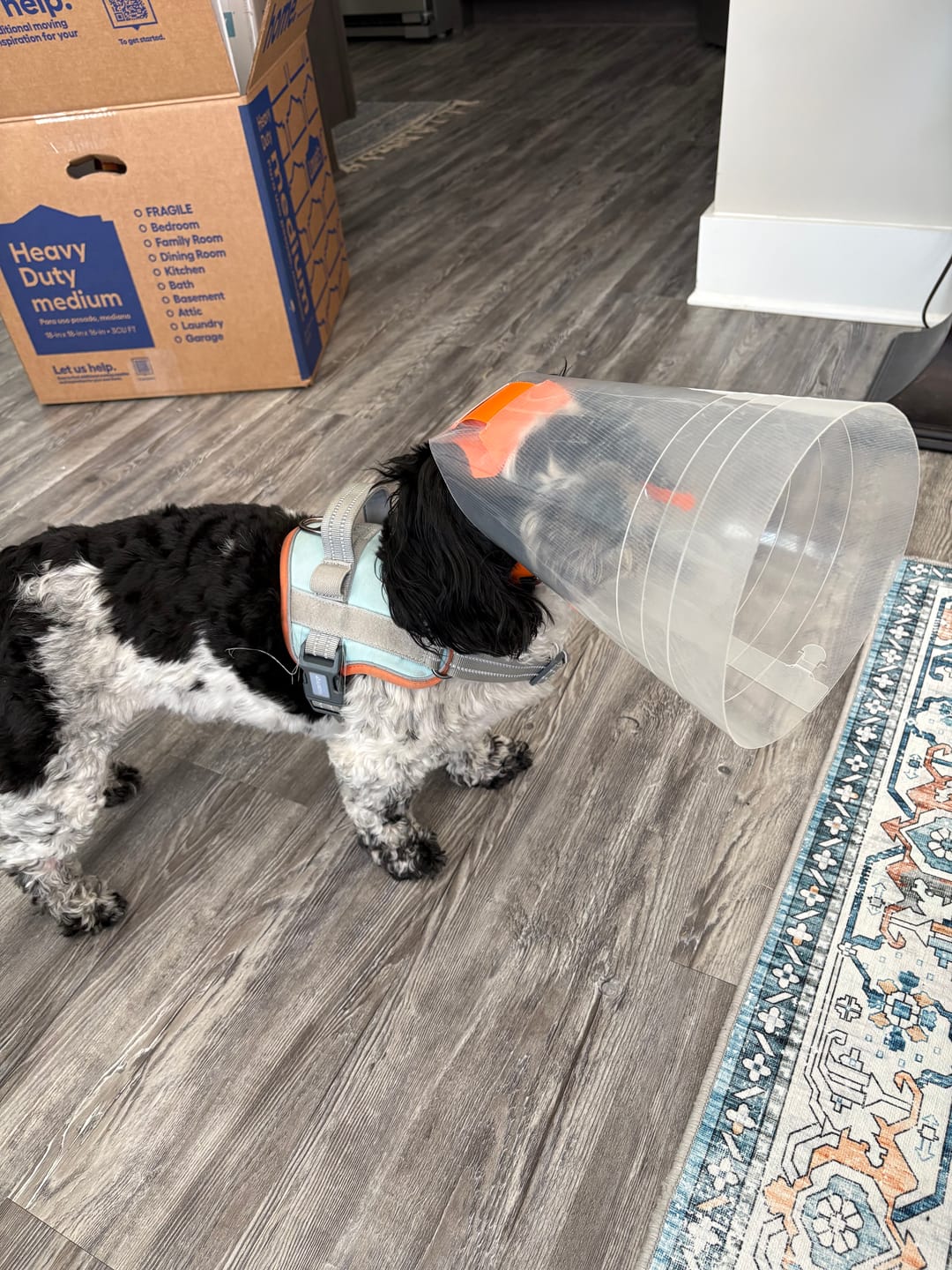 Customer photo review of NovaGuard Recovery Collar