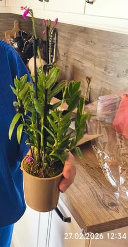 Ein Kunde hält die Epidendrum Nordic Fire Orchidee im Topf mit üppigen grünen Blättern und einigen violetten Blüten.