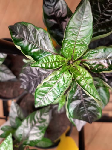 Customer photo review of Bio-Saatgut Abobox 'Gartengemüse'