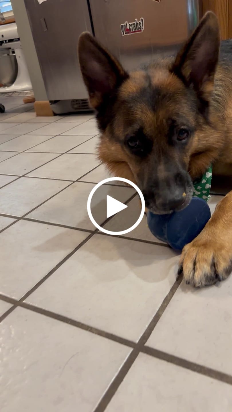 Customer video review of FreezRose – Frozen Dog Enrichment Toy