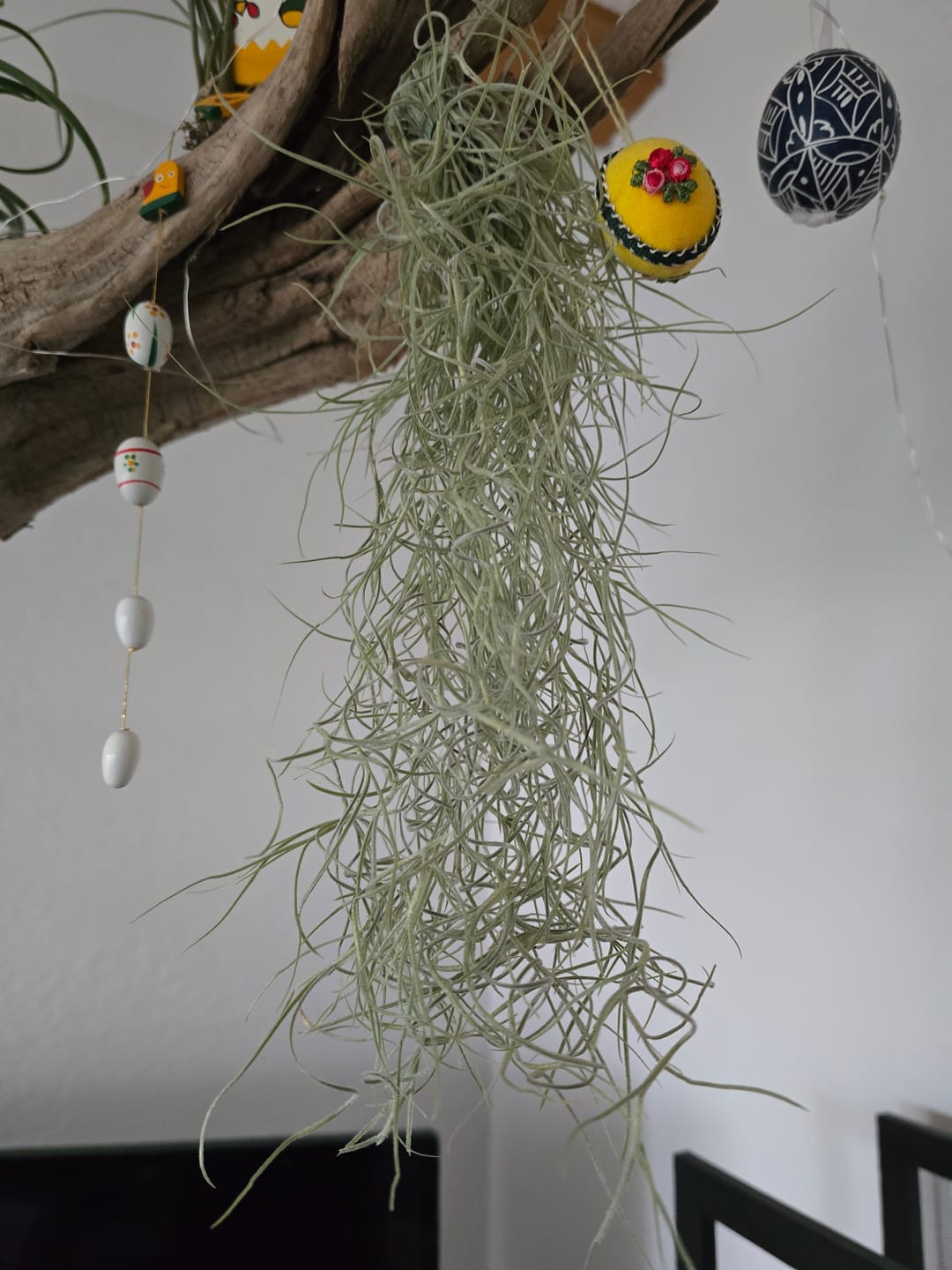 Customer photo review of Tillandsia Ionantha 'fuego' - Pulk