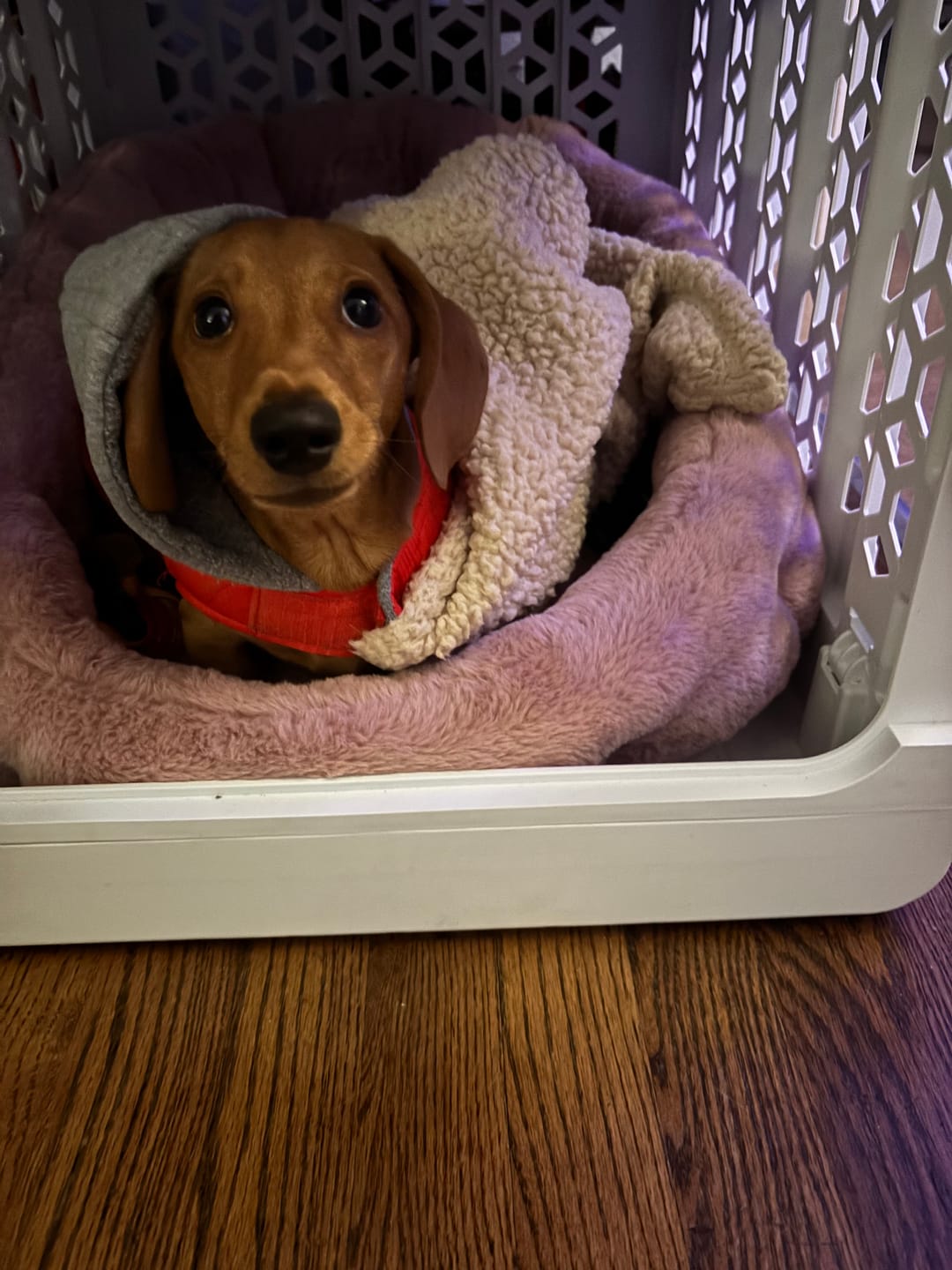 Customer photo review of Calming Lounger Dog Bed