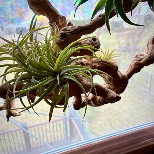 Customer photo review of Sandblasted California Grapewood Branch ~18”