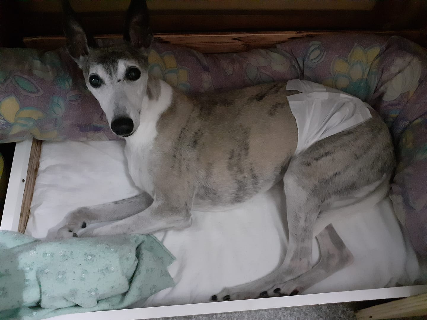 Customer photo review of MONGE VETSOLUTION URINARY STRUVITE CANINE