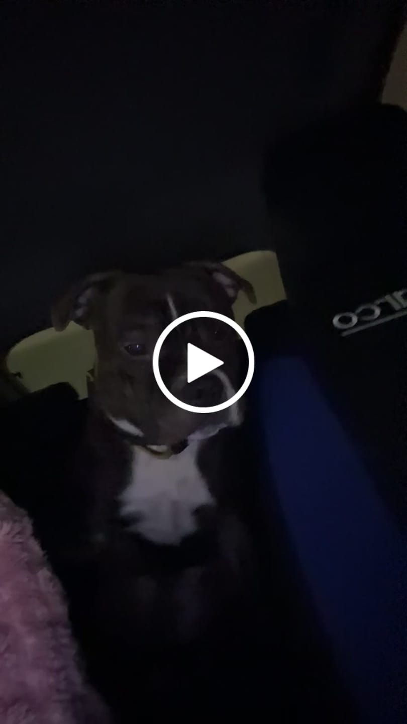 Customer video review of 5cm Lighter Combat® Collar | With Handle Secure Clip - Black x Yellow