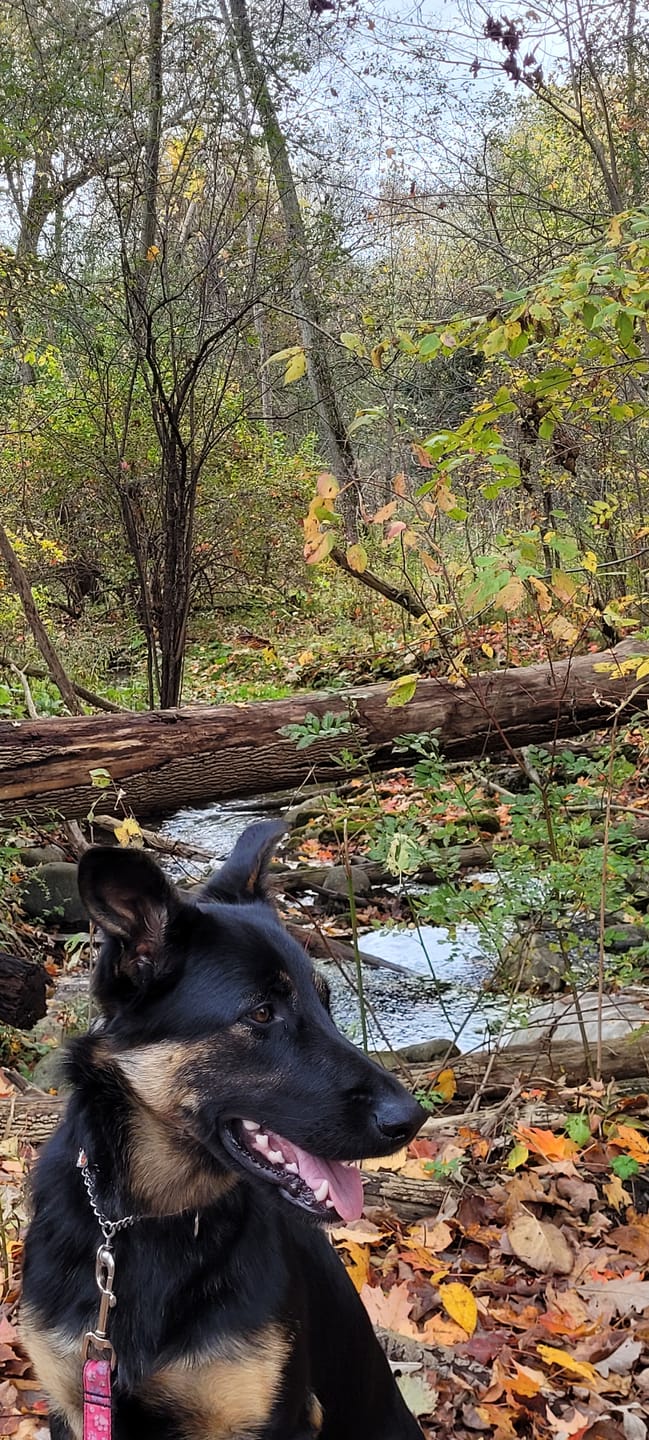 Customer photo review of Himalayan Yak Chew (MEGA)