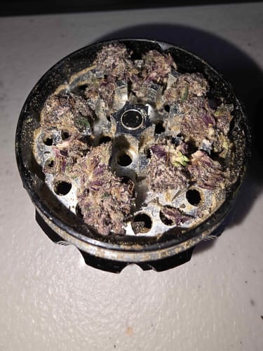 Customer shows small purple Granddaddy Purp buds inside a metal herb grinder before use.
