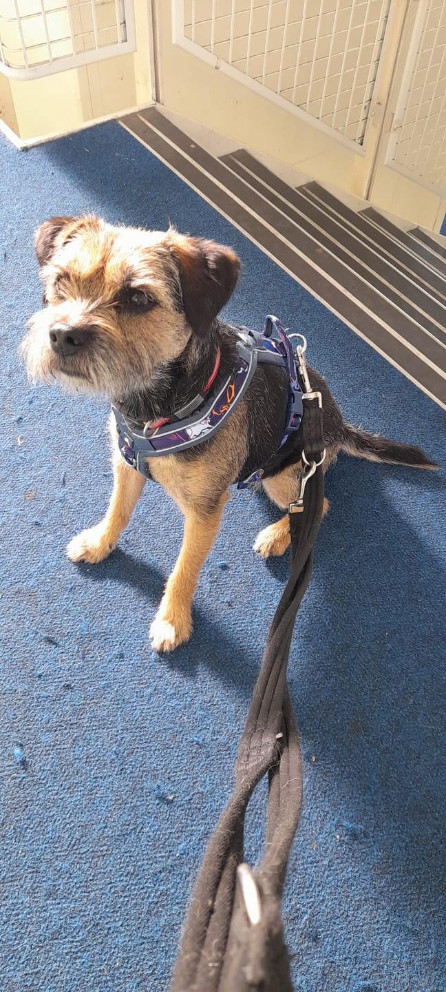 Customer photo review of Apex® Harness