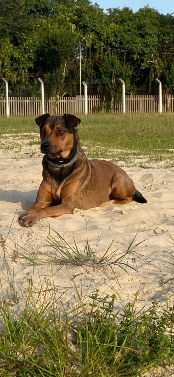 Customer photo review of Dog Essentials Collar