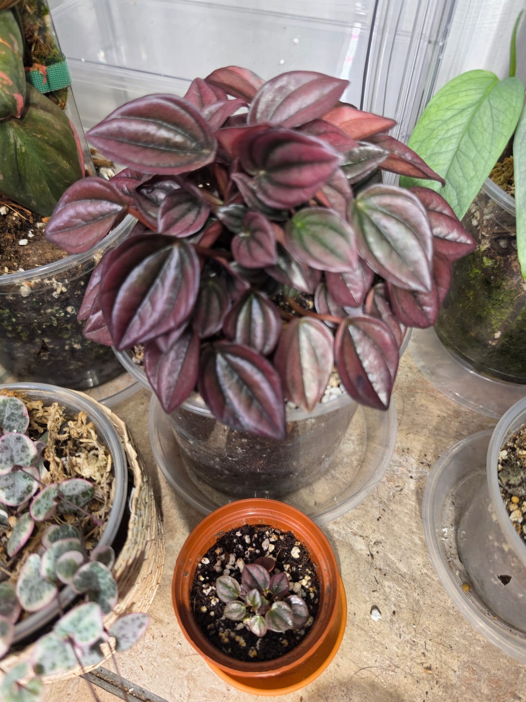 Customer photo review of Peperomia caperata ‘Cayenne’