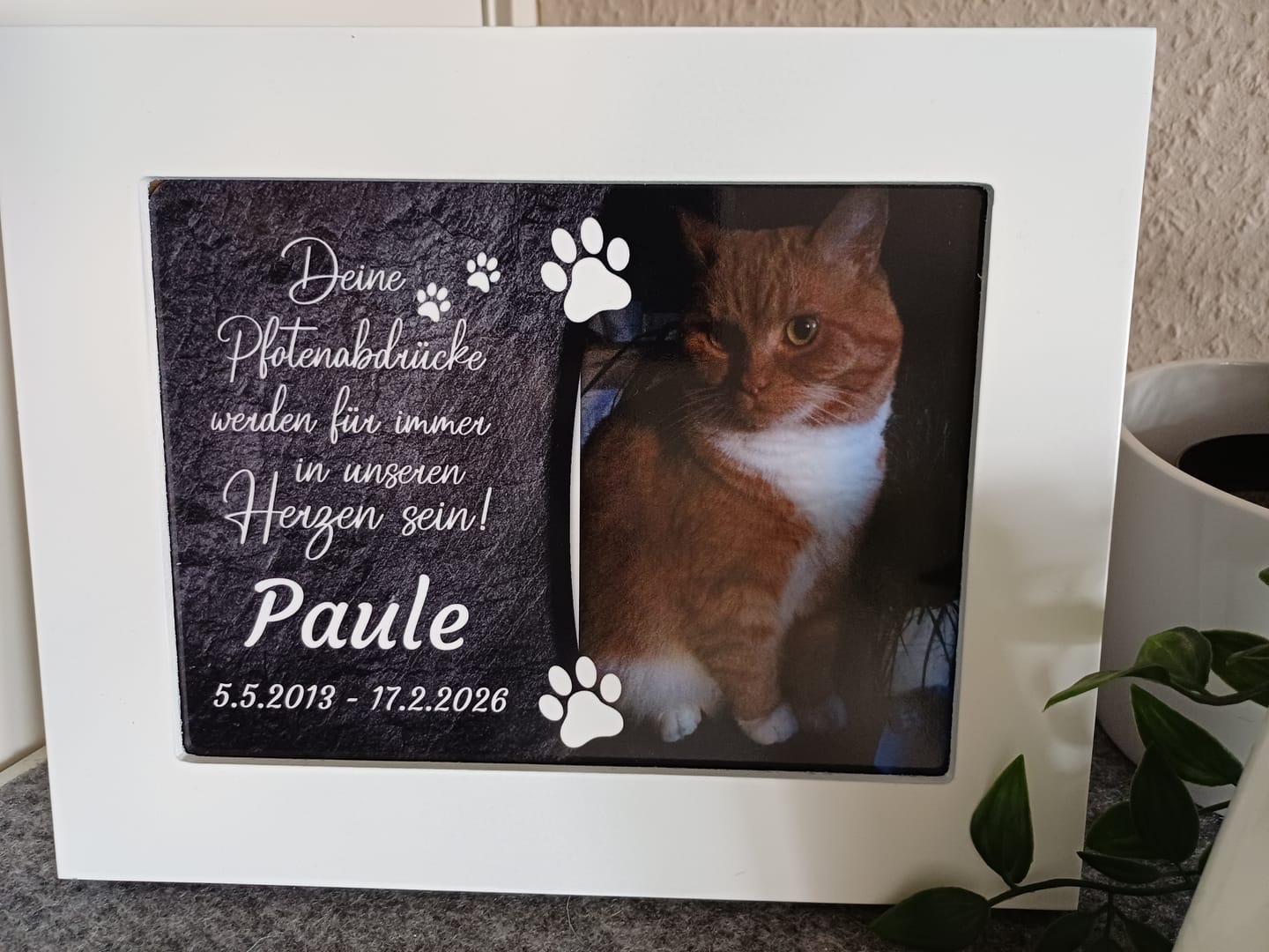 Customer photo review of Katzen Gedenktafel mit Foto & Spruch (UV- & Wetterfest)