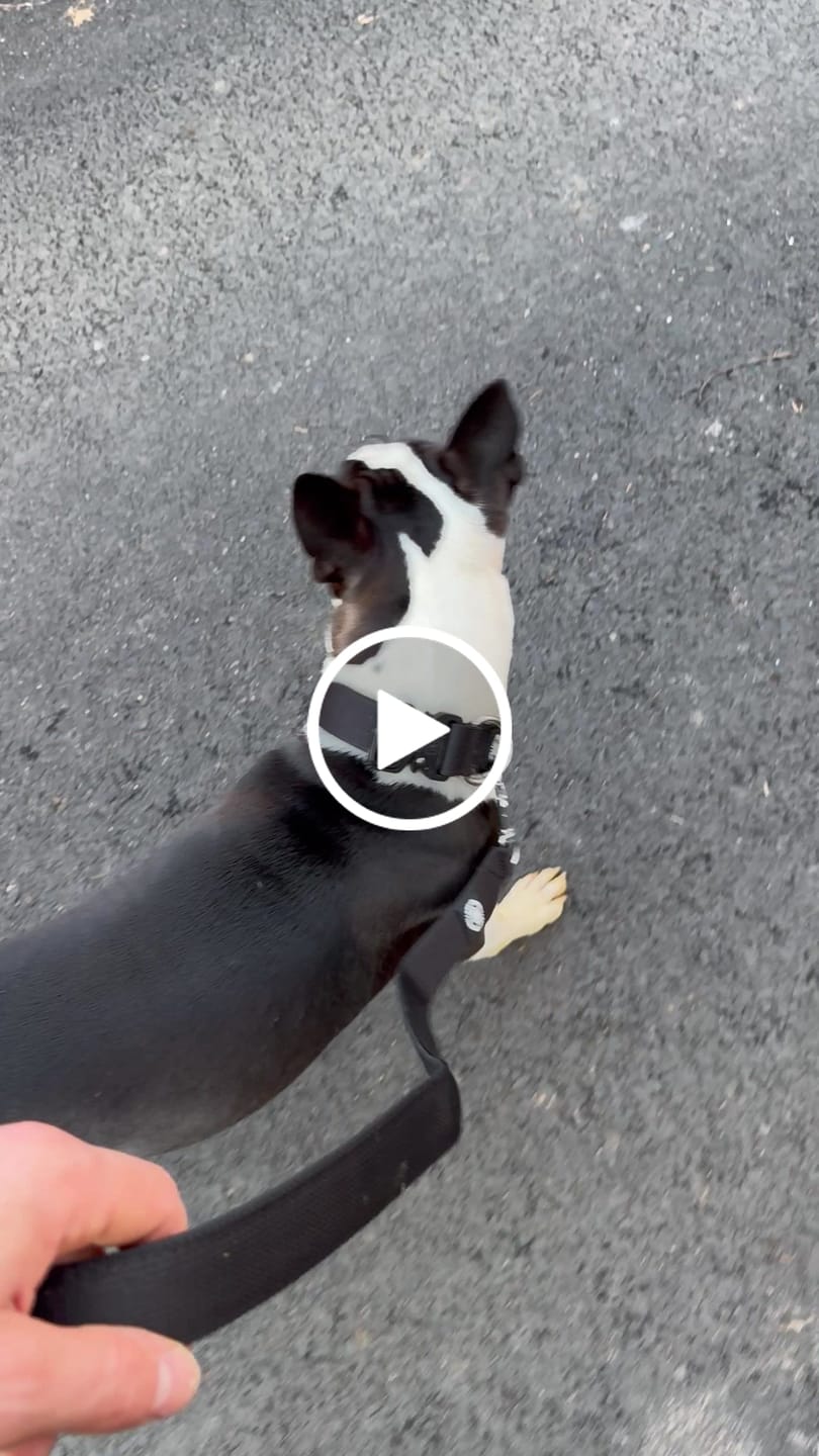 Customer video review of 4cm Combat® Collar | Rated Clip - NO HANDLE - Black