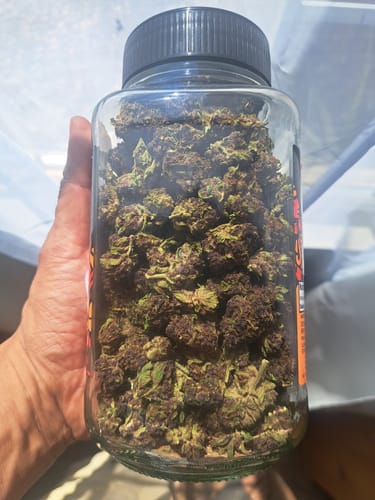 Customer photo review of Tropicana Cherry THCA Flower