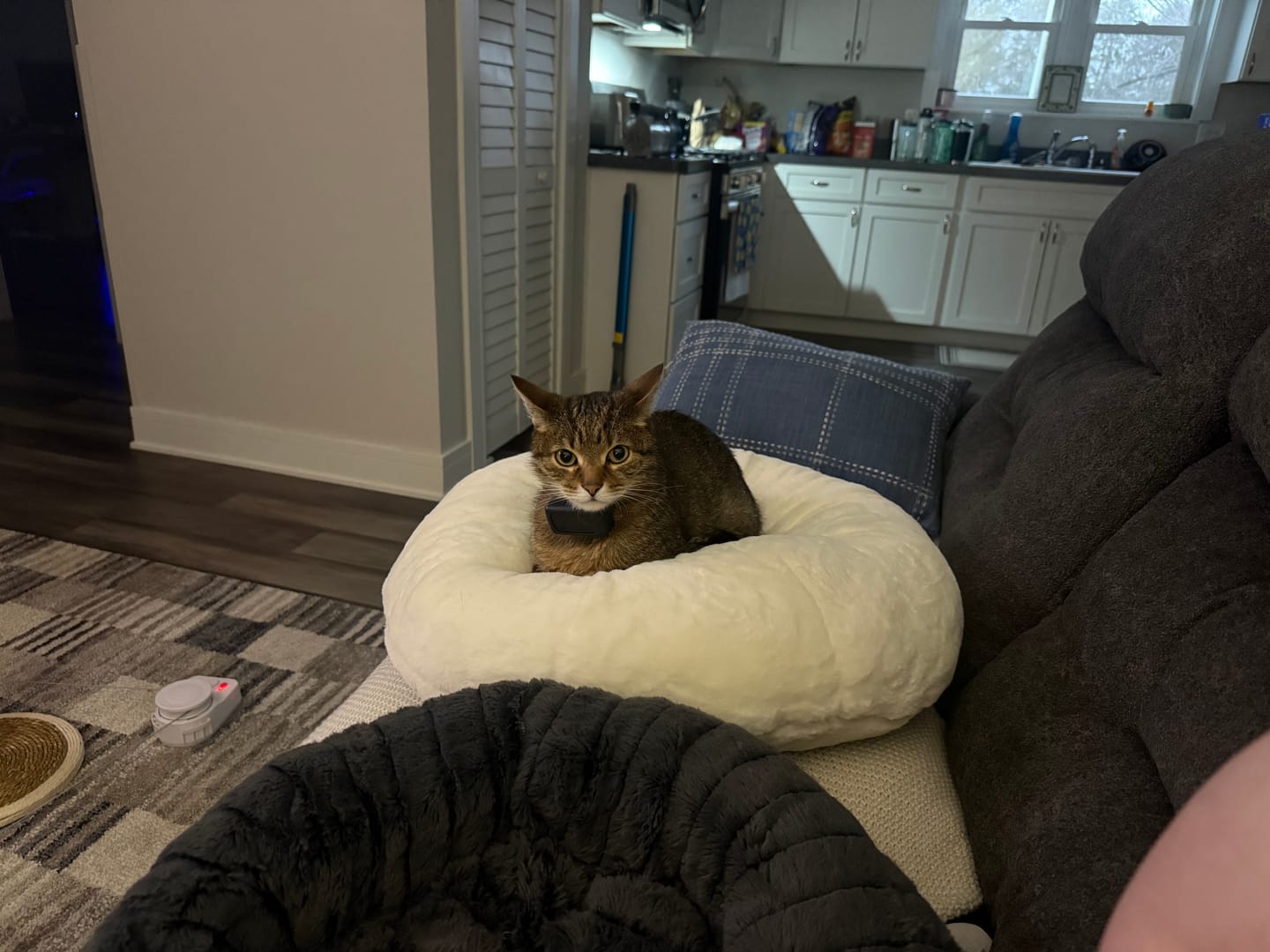 Customer photo review of Sourdough Pudding Bed