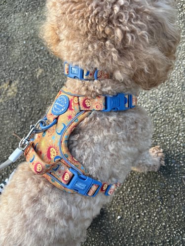 Customer photo review of Collar - Celestial Spirit