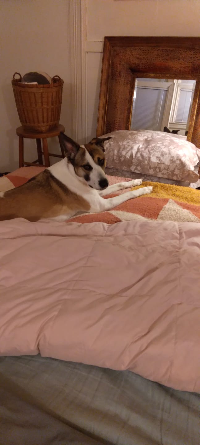 Customer photo review of Organic Cotton Goose Down Comforter