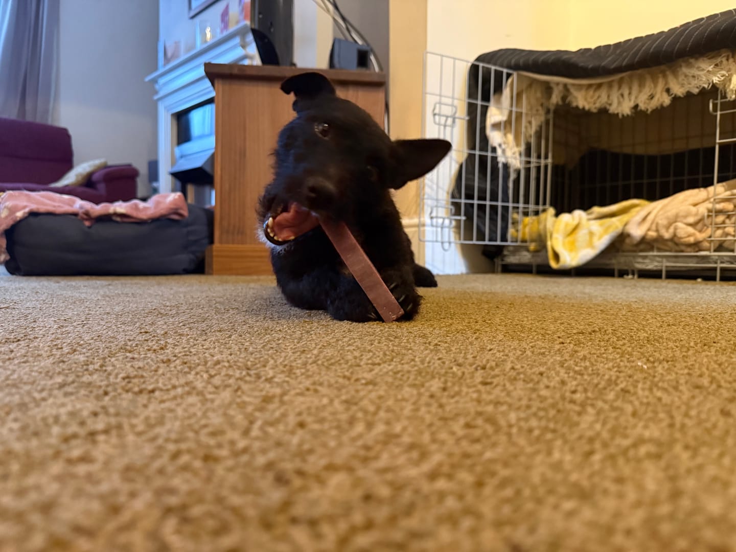 Customer photo review of Blueberry yak chews for dogs