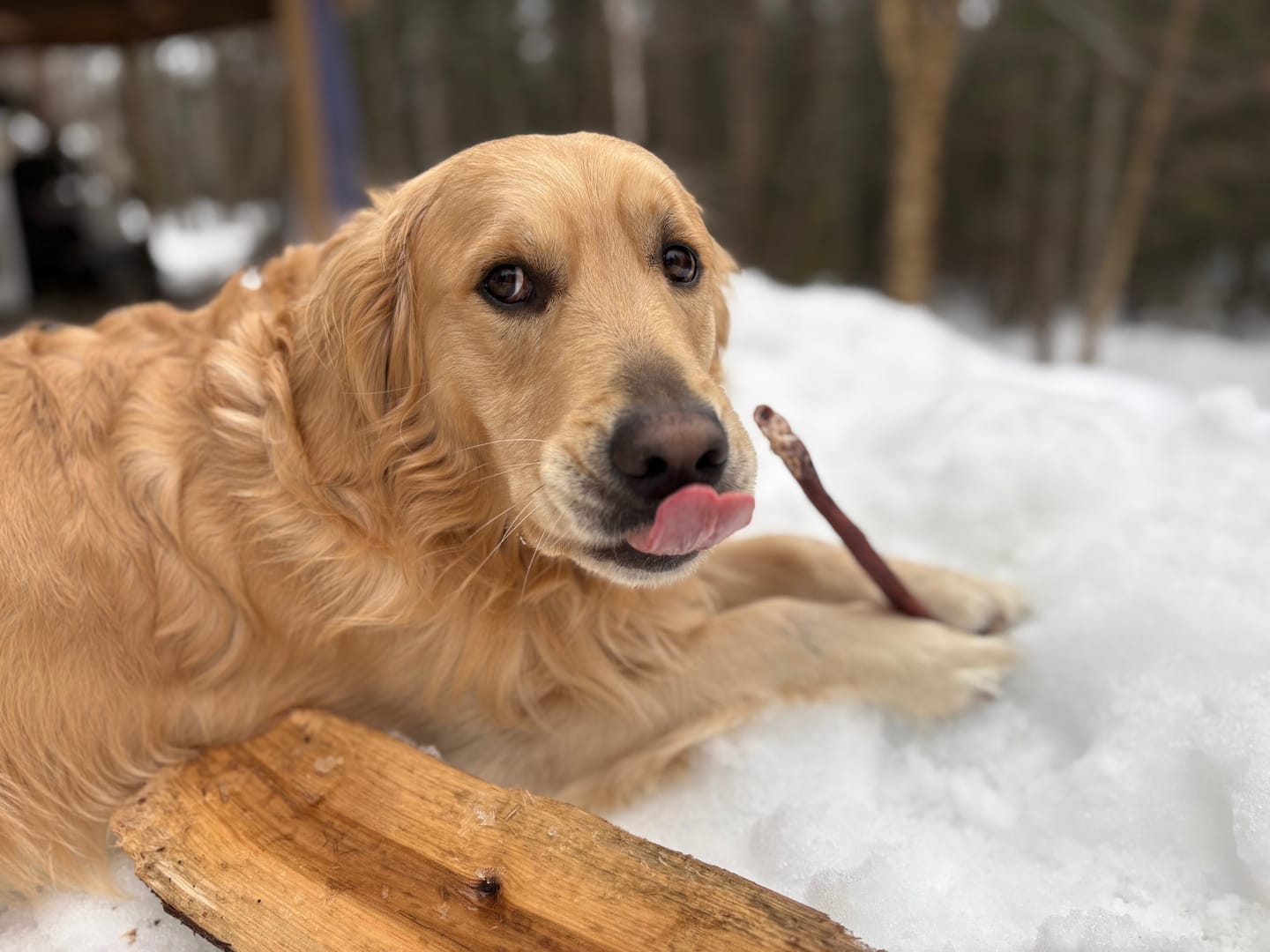 Customer photo review of 12 Inch Thick Bully Stick