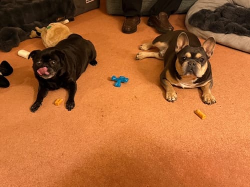 Customer's pug and French bulldog resting on the floor with their Long-Lasting Yak Chews.