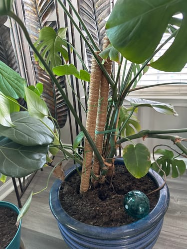 Customer's monstera and fig plant in a blue pot, showing healthy growth after using Plant Food.