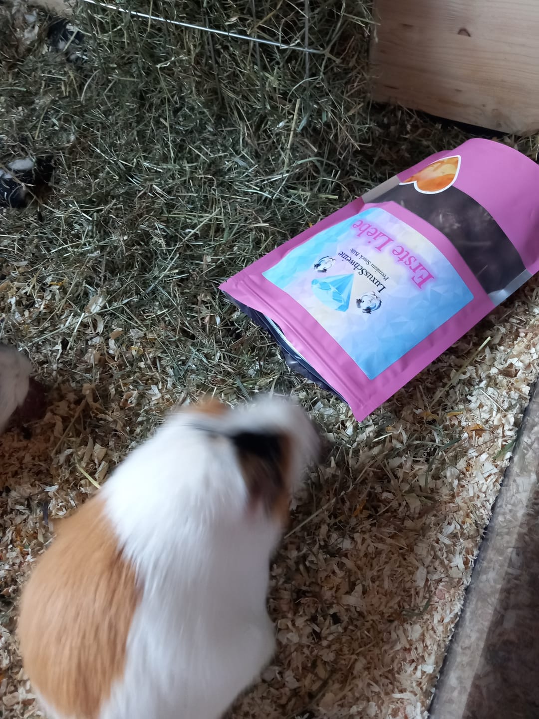 Customer photo review of 💘 Erste Liebe – Premium Bälle für deine Meerschweinchen
