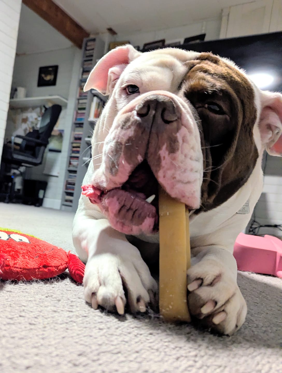 Customer photo review of Himalayan Yak Chew (EXTRA LARGE)