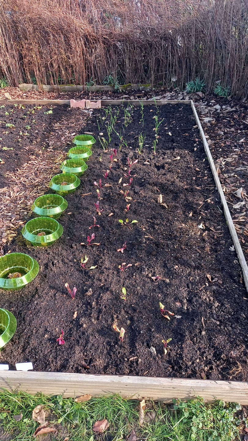 Customer photo review of Saatgut-Abobox 'Gartengemüse'