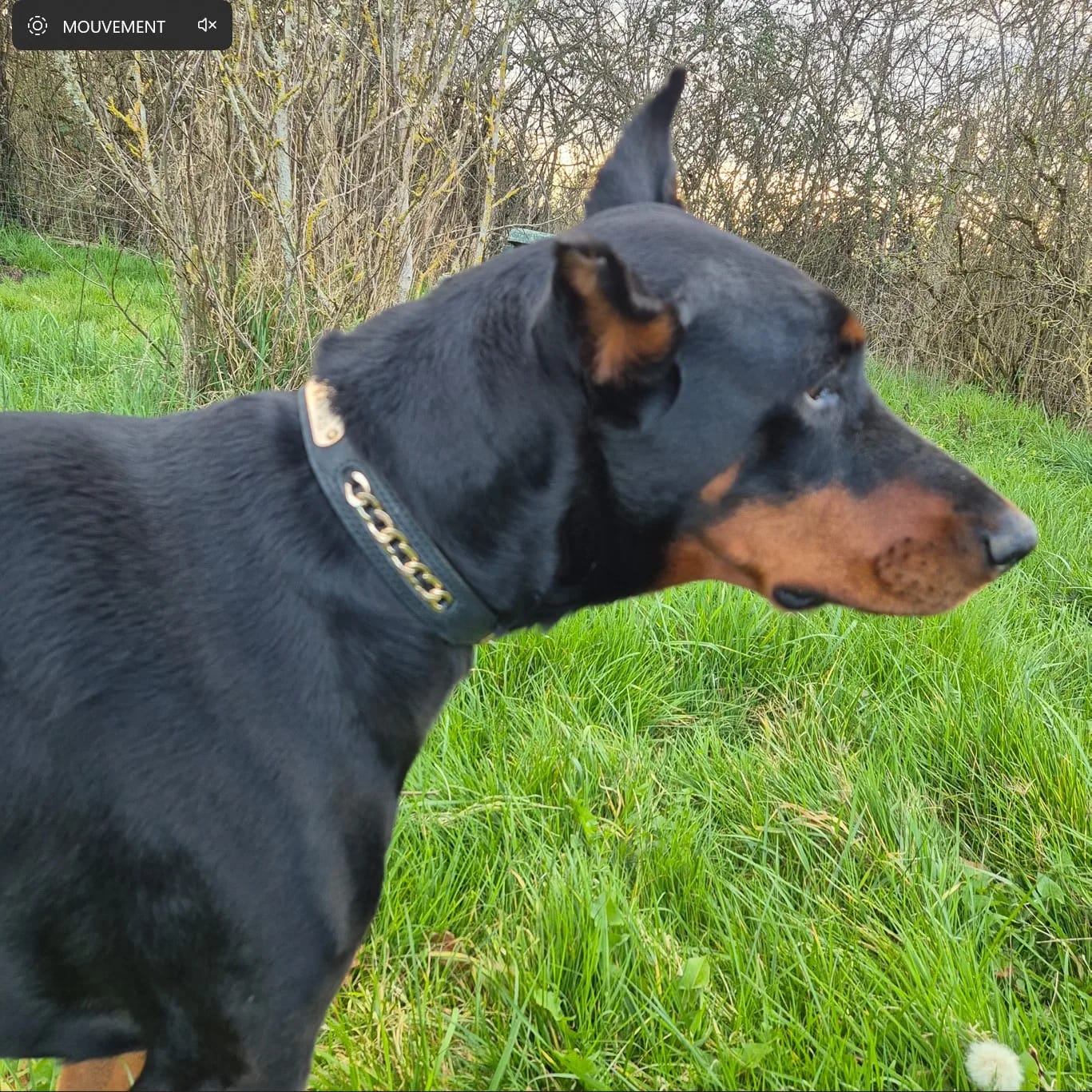 Customer photo review of Custom Leather Dog Collar with Personalized ID Tag Nameplate