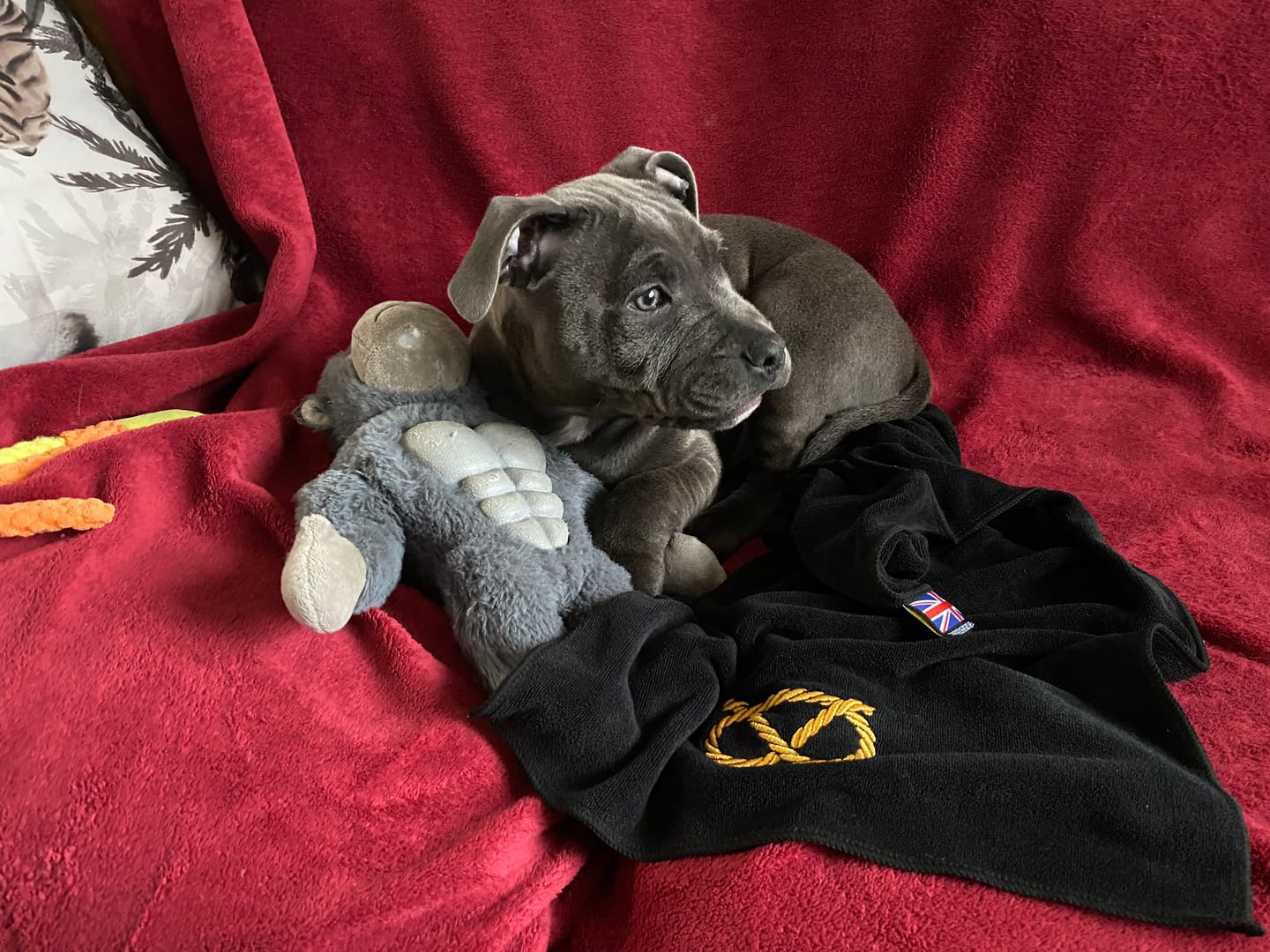 Customer photo review of Staffordshire Bull Terrier 1935® Towel - Black