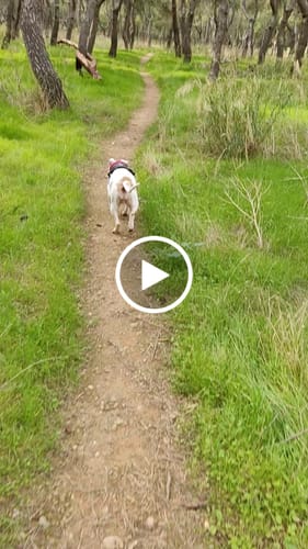 Customer video review of Premium Comfort Herringbone Harness | Non Restrictive - Forest Green