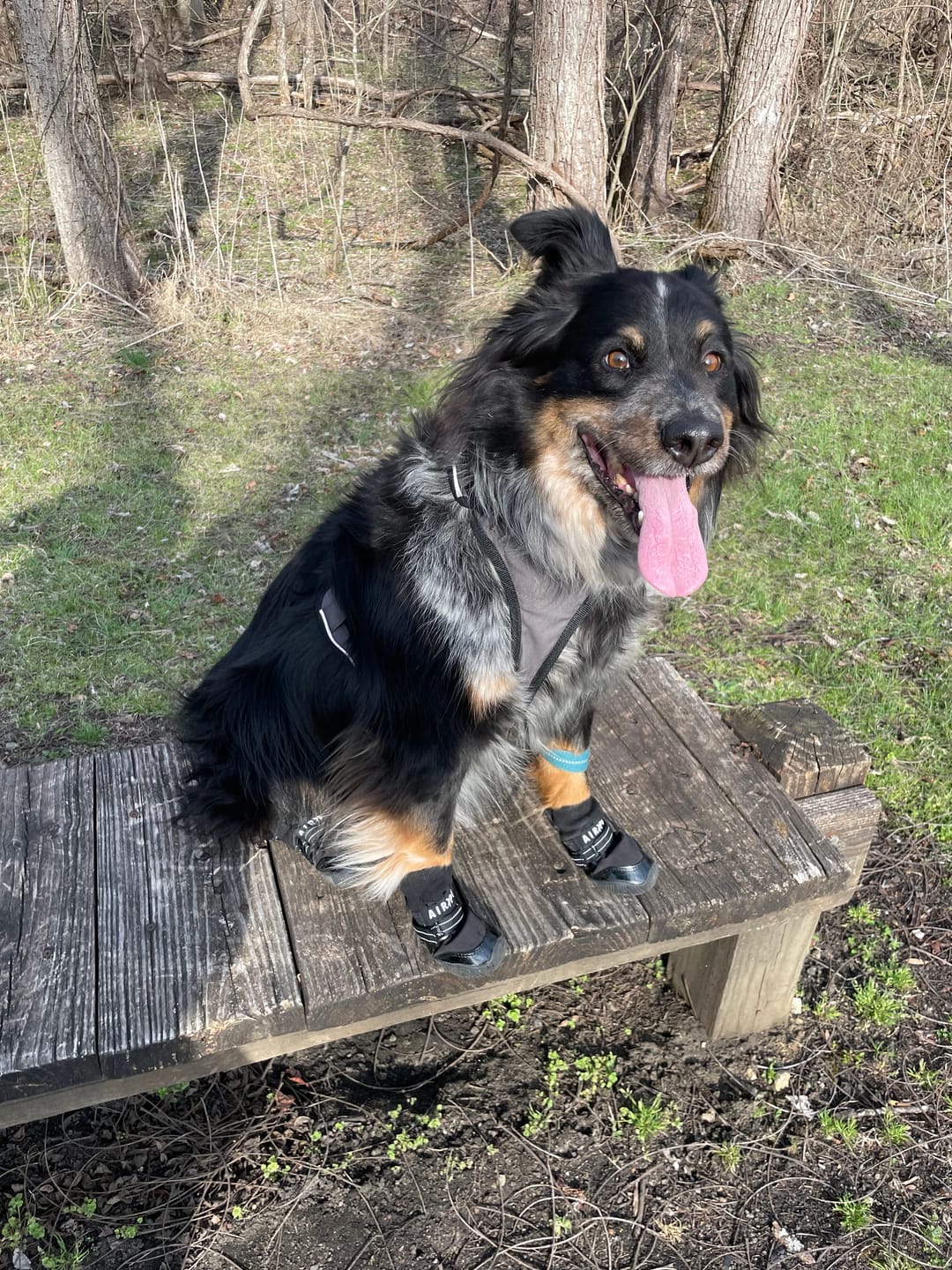 Customer photo review of AIR PUP DOG BOOTS - SET OF 4