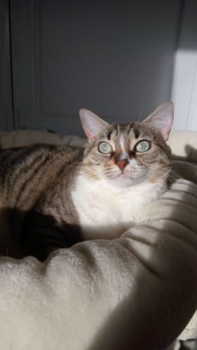 Le chat tigré et blanc d'un client, aux yeux verts, se prélassant au soleil dans son panier douillet.