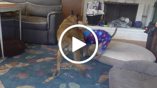 Customer video review of Petsmont Buddy Guard Medium Dog