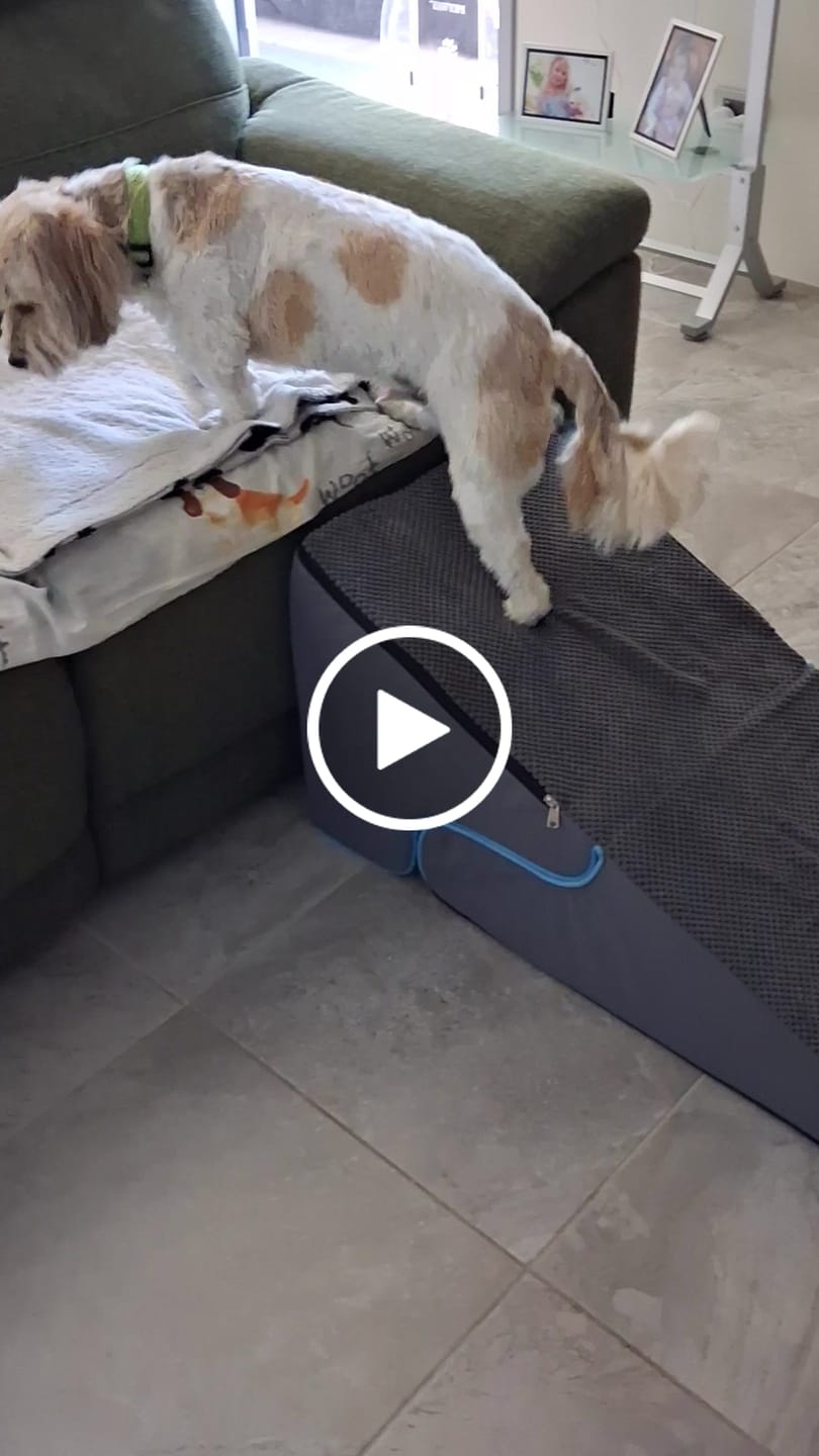 Customer video review of Dog Steps Adjustable 3-Steps Dog Ramp Portable Pet 2-in-1 Stairs Bed Sofa