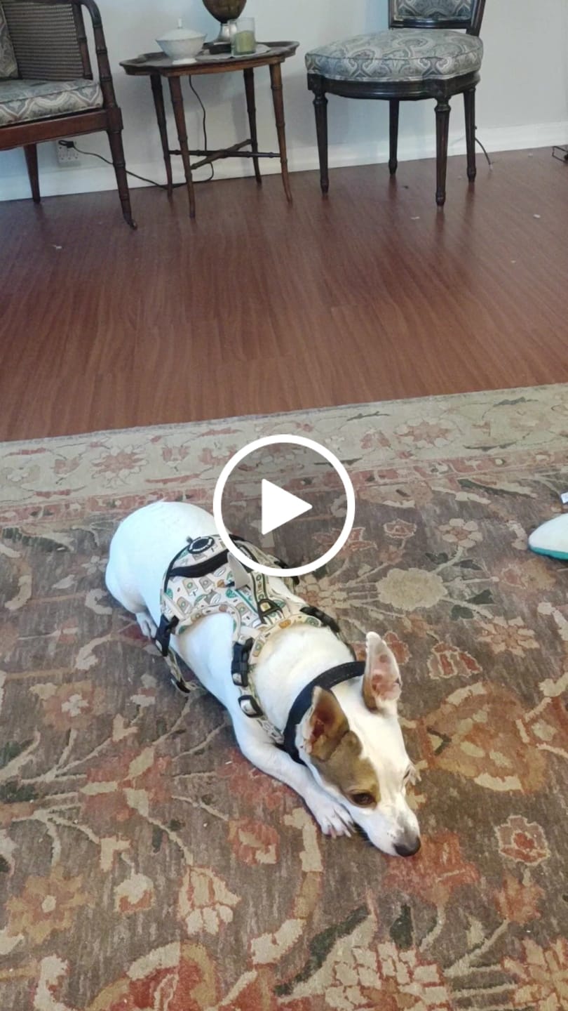 Customer video review of Puppuccino - Adventure Harness
