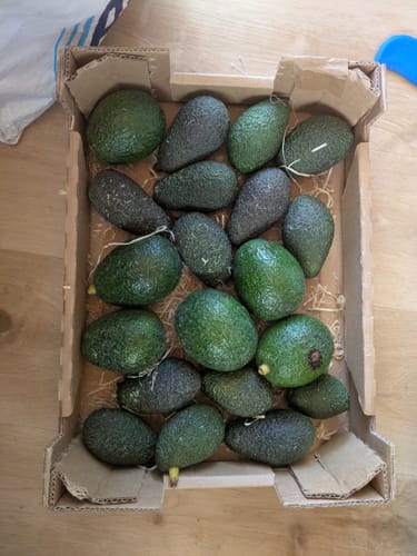 Kunde zeigt die offene Retterbox mit vielen grünen und dunklen Avocados auf Holzboden.