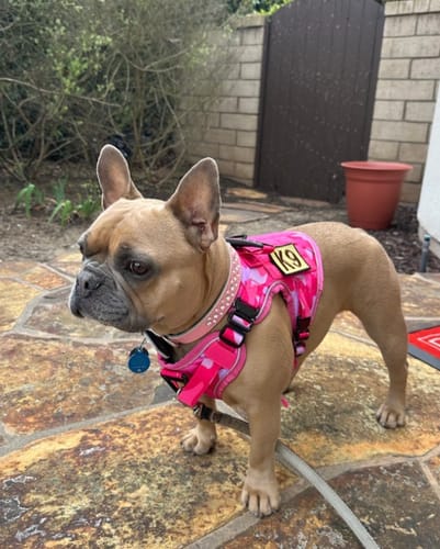 A customer's French Bulldog stands on a stone patio wearing a pink camo Team K9 No-Pull Dog Harness.
