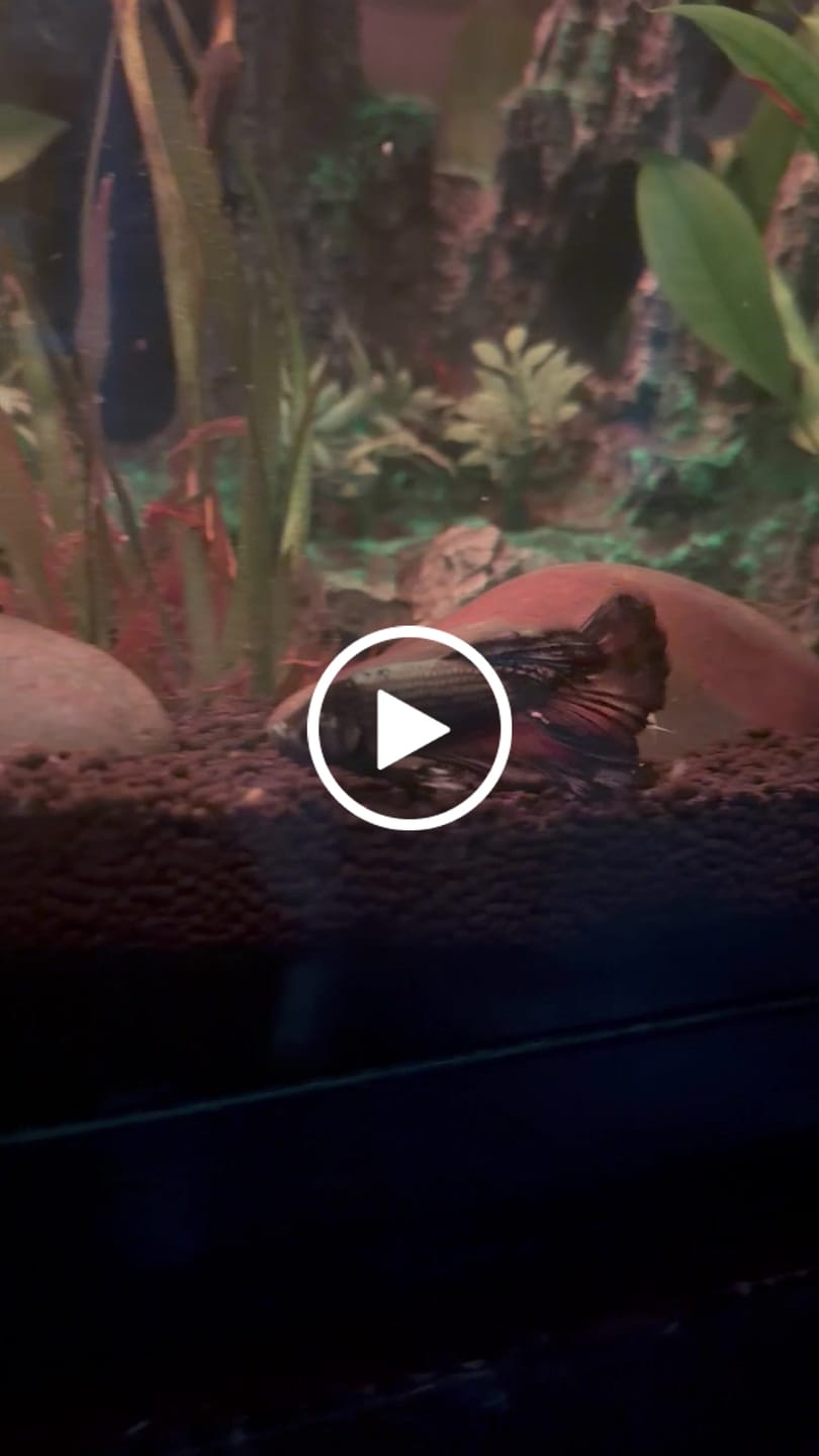 Customer video review of Black Copper Halfmoon Male Betta Fish