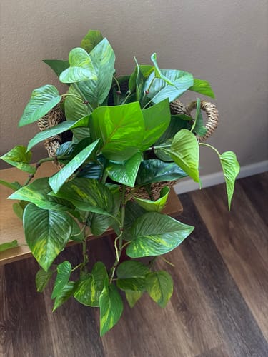 Customer photo review of Natural Touch Pothos Pick | UV Safe
