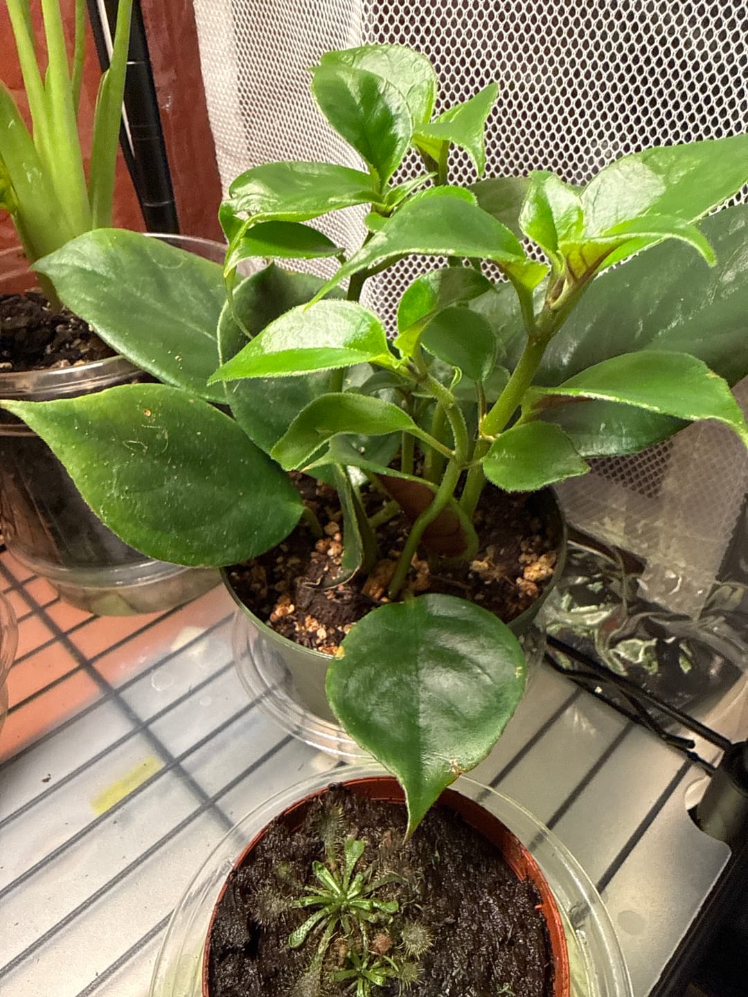 Customer photo review of Goldfish Nematanthus 'Champagne Jam'